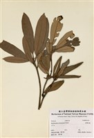 藏品(臺灣杜鵑)的圖片